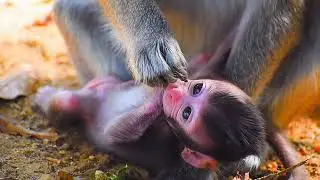 💞 Adorable Monkey Family Bond | Mommy Monkey Caring for Her Baby