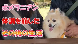 体調を崩した【ポメラニアン】の、その後の生活。