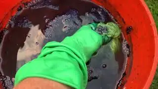 Dyeing yarn in indigo vat.
