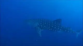 Thailand Aggressor | Fly and Sea Dive Adventures