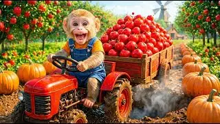 Saving Baby Elephants from Mud Swamp & Catching Pumpkin Thieves | KuTo Monkey Farm