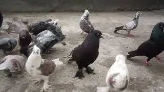 🗣️Day 12 Kabutar vloge 👍🏻#pigeon #kabootar #kabutar 