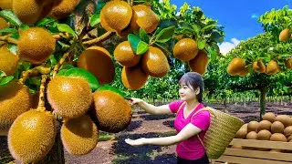 Ly Trieu Ca: Harvesting Sweet Giant Tropical Peach Hybrid Sapodilla - Recipe Traditional Fruit Cake