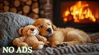 12 Hours of Deep Sleep Music for Dogs🐶Anti-Separation Anxiety Relief Music🎵💖Fall Asleep in 3 Minutes