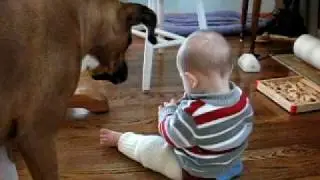 you know you've got a boxer when