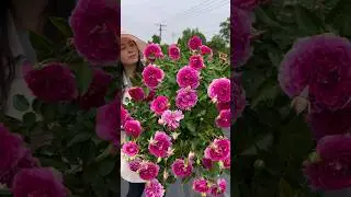 Beautiful Japanese Roses Look Just Like Peony #satisfying #flowers