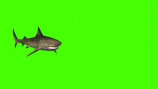 Best green screen sharks animation no copyright &copy;️