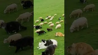 Cats Take Over the Sheep Kingdom! 🐱🐑 Not Sheepdogs&mdash;Cat Commanders! #Cats #FunnyPets #Sheep