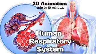 Human Respiratory System | only in 11 minutes with 3D animation | #lungs by  5uresh(study)