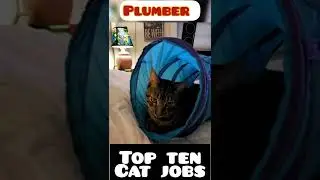 Top 10 Cat Jobs 😻 Max #tabbycat #shorts