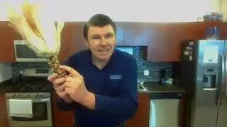 Corn Science