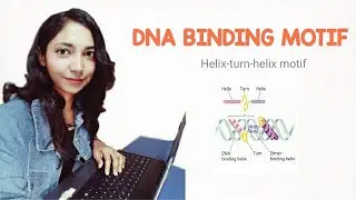 DNA binding motif _1 | Helix-turn-helix motif