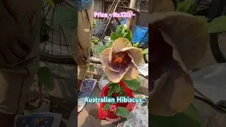 Amazing Australian Hibiscus Flower Plant at Galiff Street #hibiscus #galiffstreet #gardening #plants
