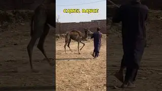 Camel dance #2024 #lahore #shahpurkanjramandi #multan #lyari #malircattlemandi #sindhi #camel