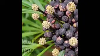 Osmoxylon Lineare