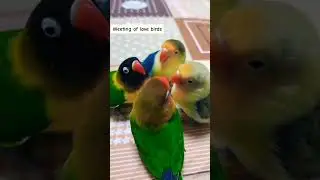 Love Bird Sound 😍 (Paid Promotions Available) #short #parrotsound