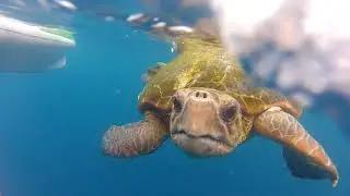 Paddle Ski Fishing - Martin de Jager - Turtle off Landers