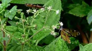 Glasswing butterflies