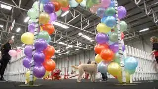 Woof Wars FINAL! | @RTE Kids