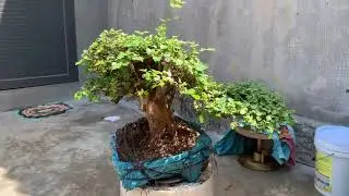 M918 gl c&acirc;y san sản t&agrave;ng bay 200k lh0328223556