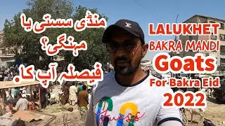 Bakray Sastay Ya Mehangay? Lalukhet Bakra Mandi. Goats for Bakra Eid 2022