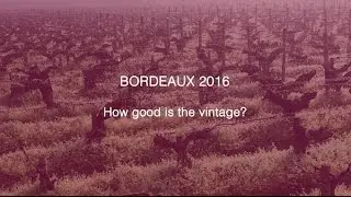 Bordeaux 2016 - How good is the vintage