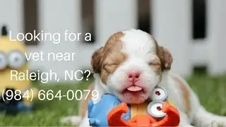 Vets Near Me | Vets Raleigh, NC (984) 664-0079