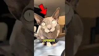 Top 5 Most Expensive Cats In The World