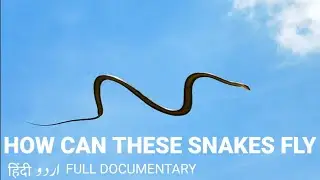 flying snakes full documentary in urdu hindi/  wildlife full documentary in hindi/FR DOCUMENTARIES