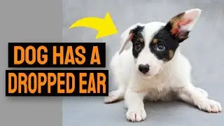 🐶Your DOG has a DROPPED EAR - Causes and what to do