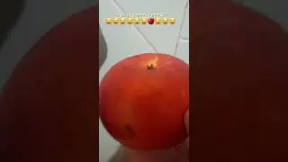 #жиза#явор