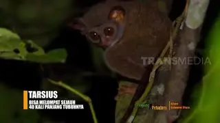 Finda Andrian Memantau Tarsius Tumpara Dari Dekat | JEJAK PETUALANG (23/03/22)