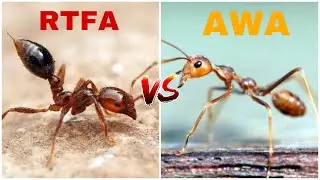 Oecophylla Smaragdina VS Solenopsis Geminata (Asian Weaver Ant VS Red Tropical Fire Ant)