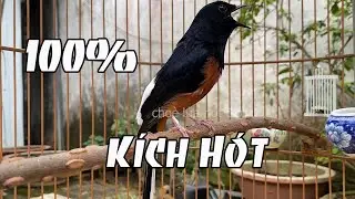 Kích Chòe lửa hót nhiều giọng (Chuẩn Rừng),  chòe lửa đánh đuôi kích cực nhạy.luyện chòe lửa hót