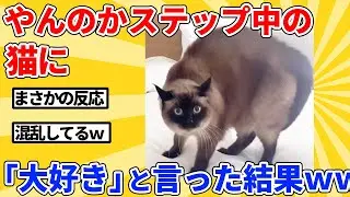 【2ch動物スレ】やんのかステップで威嚇してる猫に「大好き」と言った結果ｗｗｗｗｗ