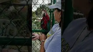 Ruby Red Macaw dancing to the oldies!