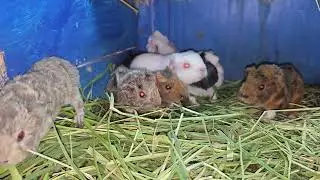 9 newborn guinea pigs (2.0) | TYL | U.I.O.G.D