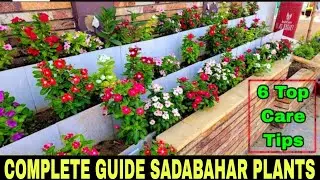 One Month Progress: 40 Vibrant Vinca Plants in Full Bloom | Tips for Healthy and Beautiful Flowers