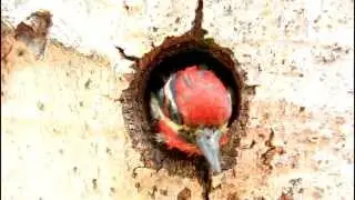 Red Naped Sapsuckers Feeding Their Babies