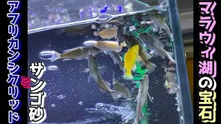 アフリカンシクリッドをサンゴ砂で簡単飼育～マラウィ湖の宝石は飼育も繁殖も簡単/サンゴ砂はろ材にもなる！～