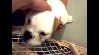 CUTE SAD PUPPY FACE!