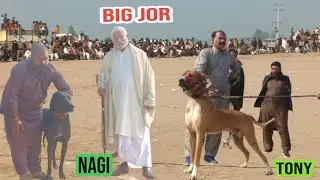 Famous bully dogs | big jor nagi vs tony | bully gultair mix  dogs | sial daily vlog