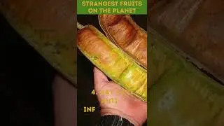 Strange Fruits: 6 Health Benefits of Pacay (Ice Cream Bean) |  #StrangeFruits #PacayBenefits #shorts