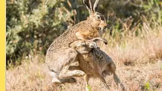 Documental Primavera Alemania - El Renacimiento de Bosques y Animales | Episodio Completo