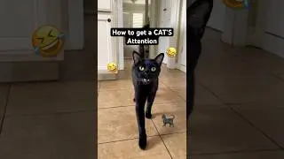 How to GET a Cat&rsquo;s Attention 😂 (&ldquo;Ma-AH&rdquo;) #TheManniiShow.com/series