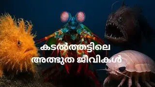 Stunning & Weird Sea Creatures You Won&rsquo;t Believe Exist #ocean #life #sea #animals #relaxing