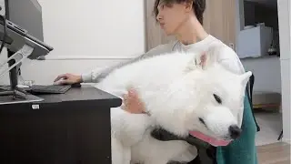 This Is the Cuddliest Samoyed in Japan