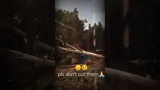 #deforastation #sad reality #sad tree cutting #viral video