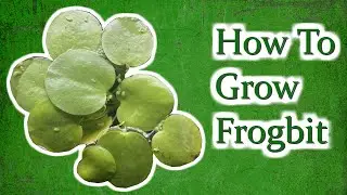Как вырастить Frogbit