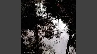 ENCHANTED.FOREST